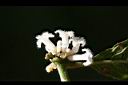 雞屎樹-花00.jpg