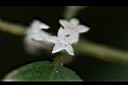 雞屎樹-花01.jpg