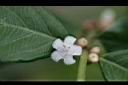 雞屎樹-花03.jpg