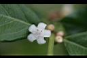 雞屎樹-花04.jpg