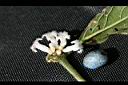 雞屎樹-花實0.jpg