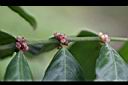 雞屎樹-花萼1.jpg