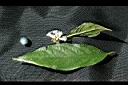 雞屎樹-花葉實1.jpg