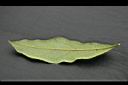 雞屎樹-葉1.jpg