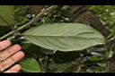 雞屎樹-葉背02.JPG