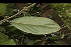 雞屎樹-葉背00.JPG