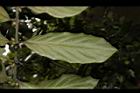 雞屎樹-葉背04.JPG