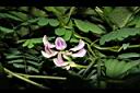 雞母珠-花01.JPG
