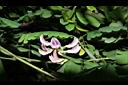 雞母珠-花05.JPG