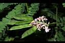 雞母珠-花實02.JPG