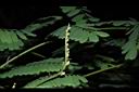 雞母珠-花苞00.JPG