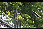 雞母珠-枝0.jpg