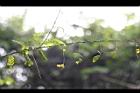 雞母珠-枝1.jpg