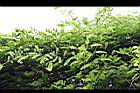 雞母珠-花00.jpg