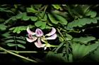 雞母珠-花03.JPG