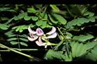 雞母珠-花04.JPG
