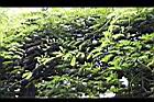 雞母珠-花1.jpg