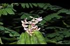 雞母珠-花實01.JPG