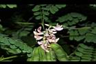 雞母珠-花實03.JPG