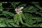 雞母珠-花實04.JPG