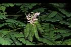 雞母珠-花實05.JPG