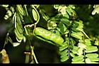 雞母珠-豆莢6.JPG