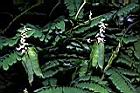 雞母珠-青實03.JPG