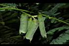 雞母珠-青實07.JPG