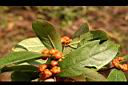 紅珠藤-實06.JPG