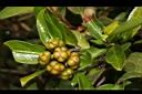 紅珠藤-實08.JPG