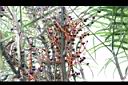 雪佛里椰子-果序01.JPG