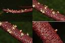 霸王櫚-雄花1.jpg