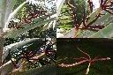 霸王櫚-雄花序1.jpg