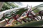 霸王櫚-雄花序23.JPG