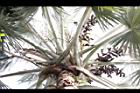 霸王櫚-雌雄花序02.JPG