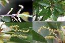 青剛櫟-花1.jpg