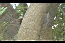 青剛櫟-莖00.JPG
