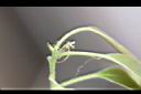 青剛櫟-雌花00.jpg