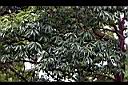 青剛櫟01.JPG