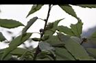 青剛櫟-實03.JPG