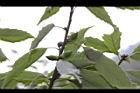 青剛櫟-實04.JPG