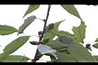 青剛櫟-實05.JPG