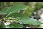 青剛櫟-花02.jpg