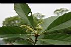 青剛櫟-花04.jpg