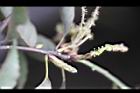 青剛櫟-花09.jpg
