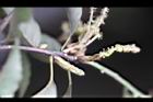 青剛櫟-花10.jpg