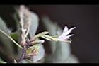 青剛櫟-花苞00.jpg