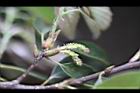 青剛櫟-花苞02.jpg