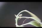 青剛櫟-雌花04.jpg