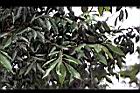 青剛櫟4.JPG